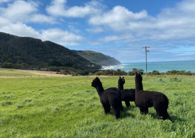 Seacroft Alpacca