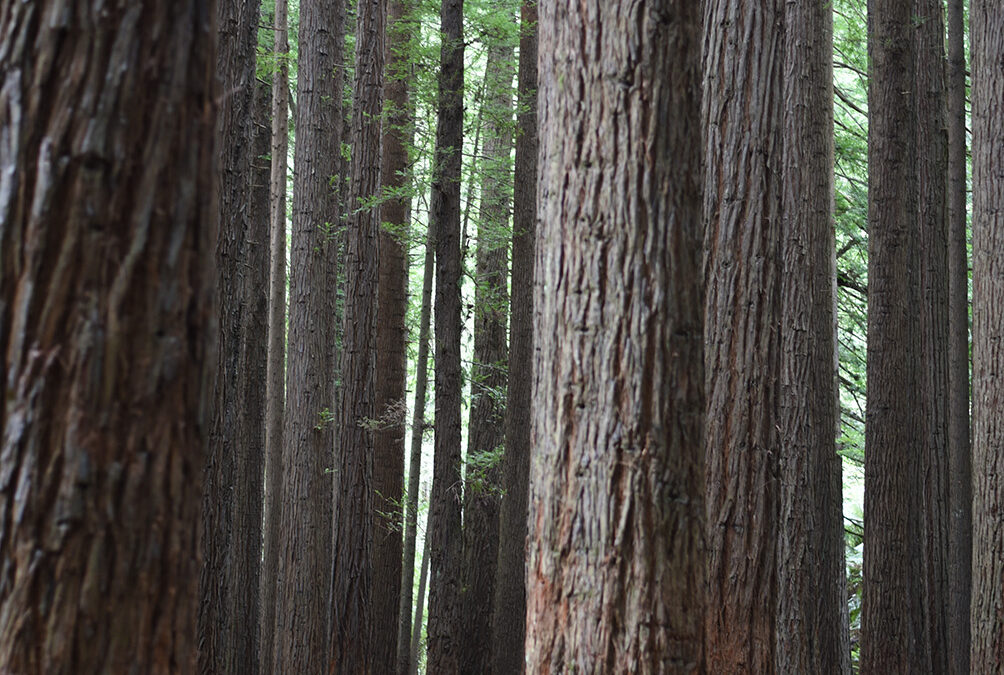 Redwood Forest Adventure: Unearth Hidden Gems Near Seacroft