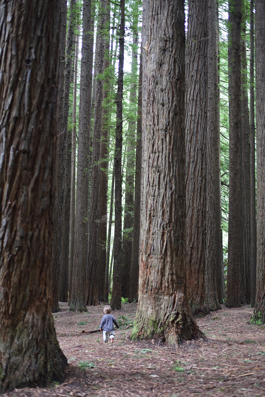 Redwood Forest Adventure